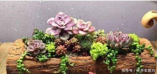 大妈养花一分钱没花,花和花盆都是“捡的”,真是让人想不到!