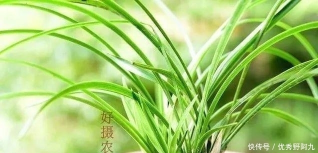 锯末|用锯末种植兰花只有经过这样处理的才可以,别再用错了