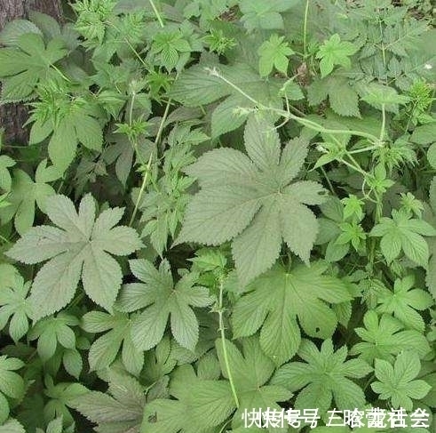 浑身|农村一种植物浑身是宝,却被农民归为害草,俗称“拉拉秧”