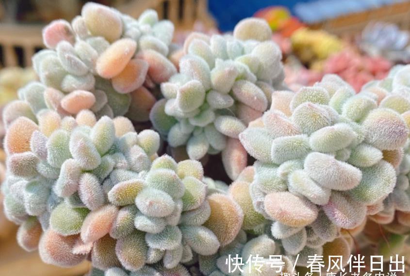 养护|它被称为白锦晃星,叶片毛茸茸胖乎乎的很可爱,冬天还会变成彩色