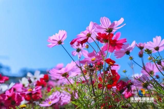 太养眼！茶花廊道、波斯菊花海、勒杜鹃廊道…海天公园上新啦