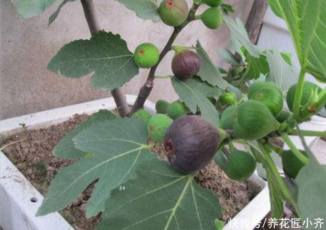 只养花太单调,家中也可以盆栽果树,这3种果树,盆栽结果量大