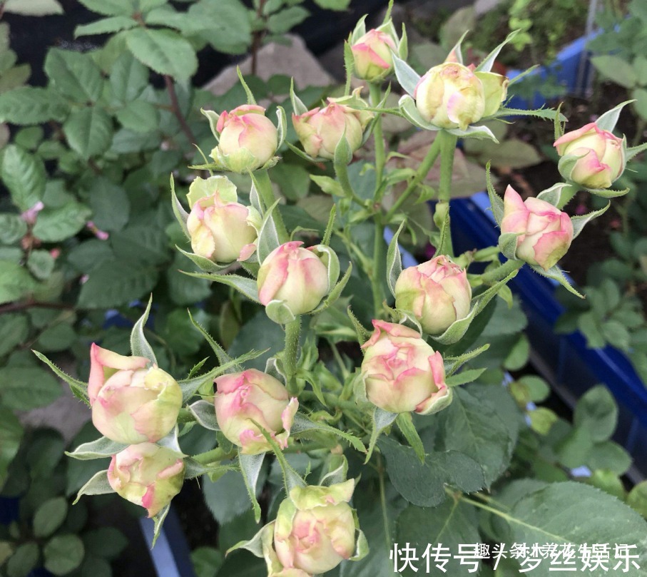 月月|月季花开花少试试这“3种”肥，夏秋开花简单繁多，观赏效果强