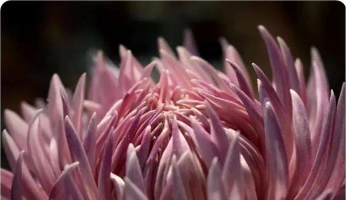 养花试试这几款,花朵浪漫芳香浓郁