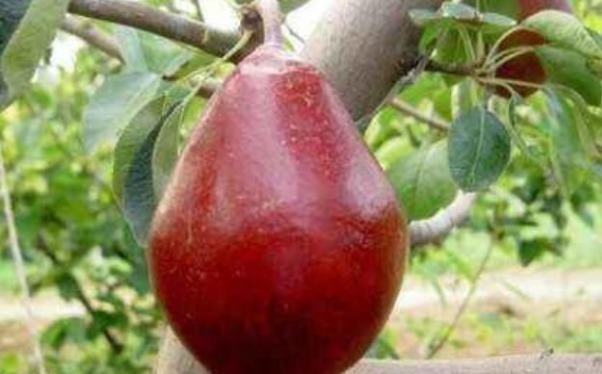 红梨|一种可以吸着吃的梨,受到很多人的喜欢,来了解一下