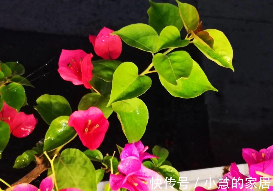 这花再不开,断水7天,杆子长满小花苞