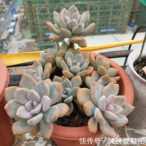 新手|公认的叶插能力很强的10种多肉,新手放心养,轻松变成多肉大户