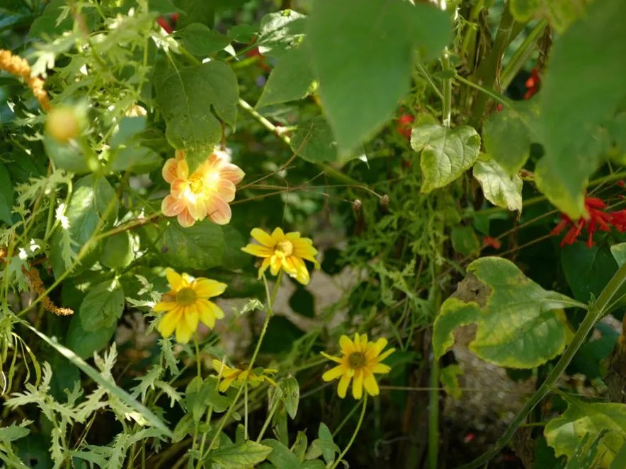 青溪|王维最经典的7首诗,安静而美好,一生至少读一次