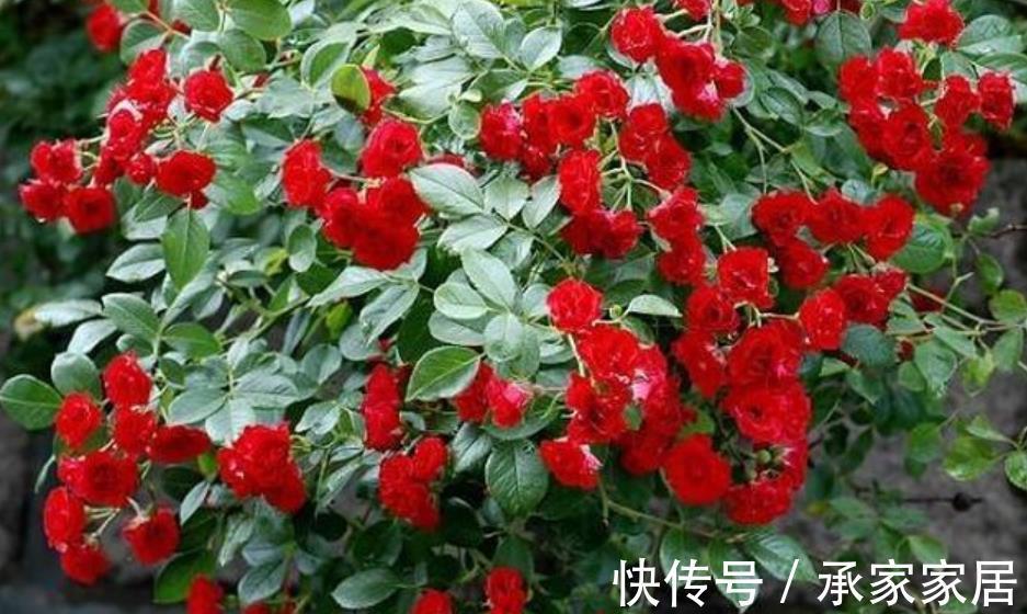 花卉|家门口有块空地,种上1种小红花,颜色艳丽香味浓郁,开出花海