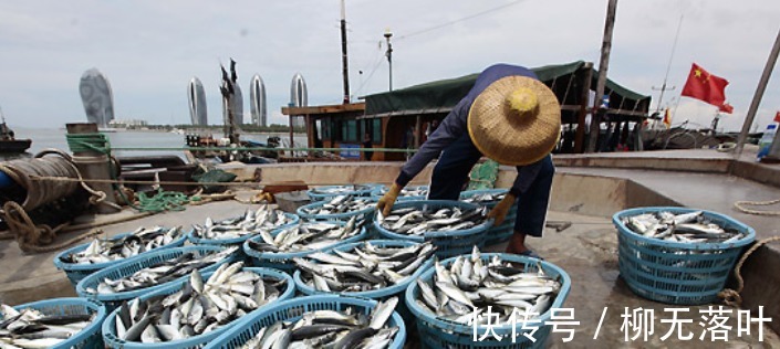 黄海|这7种海鱼，目前无法养殖，都是野生的，营养又好吃，价格还不贵！