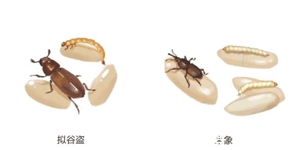 一文讲清:米面生虫了怎么办?还能不能吃?