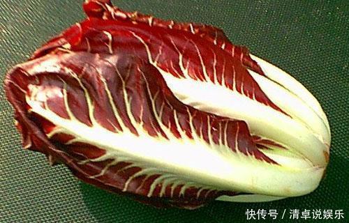 菊苣根别名叫什么