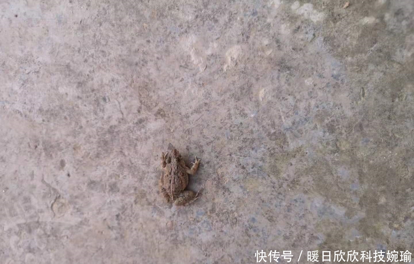 初夏钓黑鱼黄金季，手竿已钓数十条，攻略技巧分享