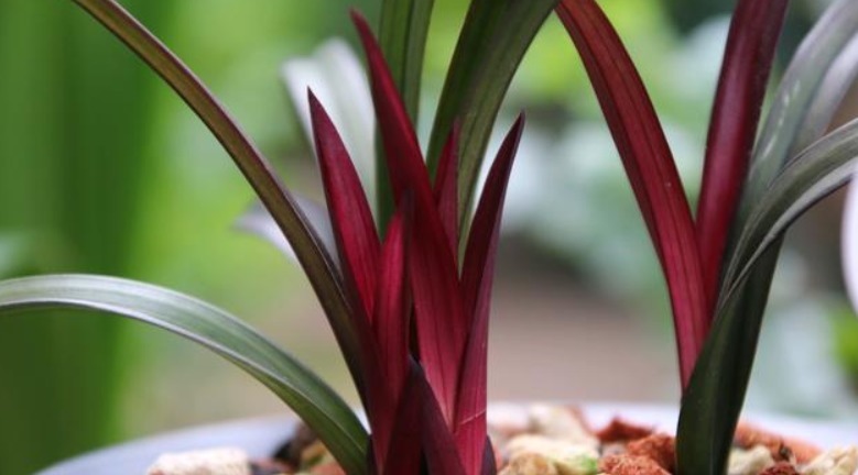 养兰花，不妨试试2种“料”，盆里放一点，叶绿、根壮、花爆盆