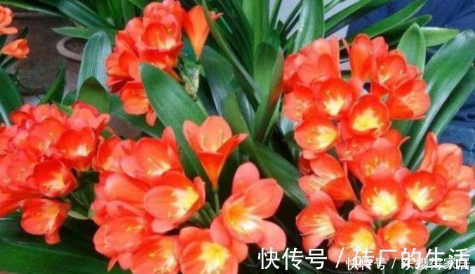 养花就养4种花,家里养一盆,日子红火财运滚滚,好看极了