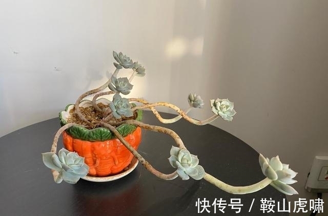 花友|6种多肉是公认的普货之王,有花友最美好的回忆,靠时间变成老桩