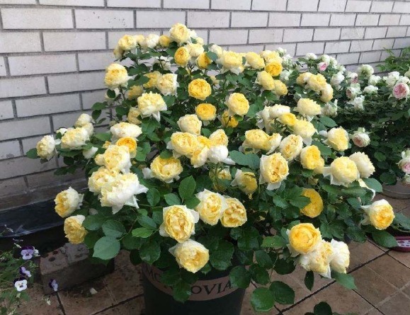 养月季也要用“套路”,学成之后,花苞直冒,1年开花四五次