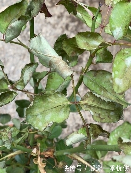 月季药害了怎么办,做好4点防药害,及时干预促生长