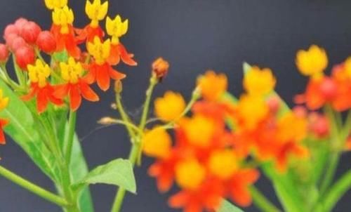 健康|每天坚持吃3种食物，营养丰富、滋润肌肤，早吃早健康！