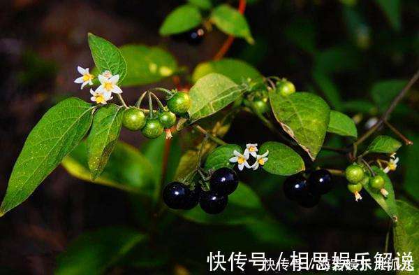 黑星星|此花药用可抗癌,果实酿酒十分美味,象征着穿越了千年的爱
