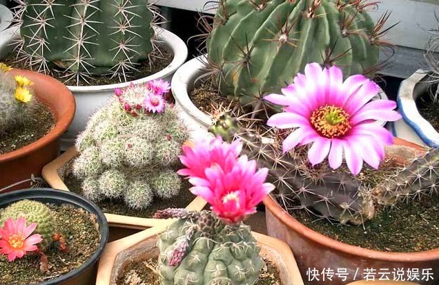 高温环境下,有“1种植物”最好养,不仅越晒越旺,还不用常浇水