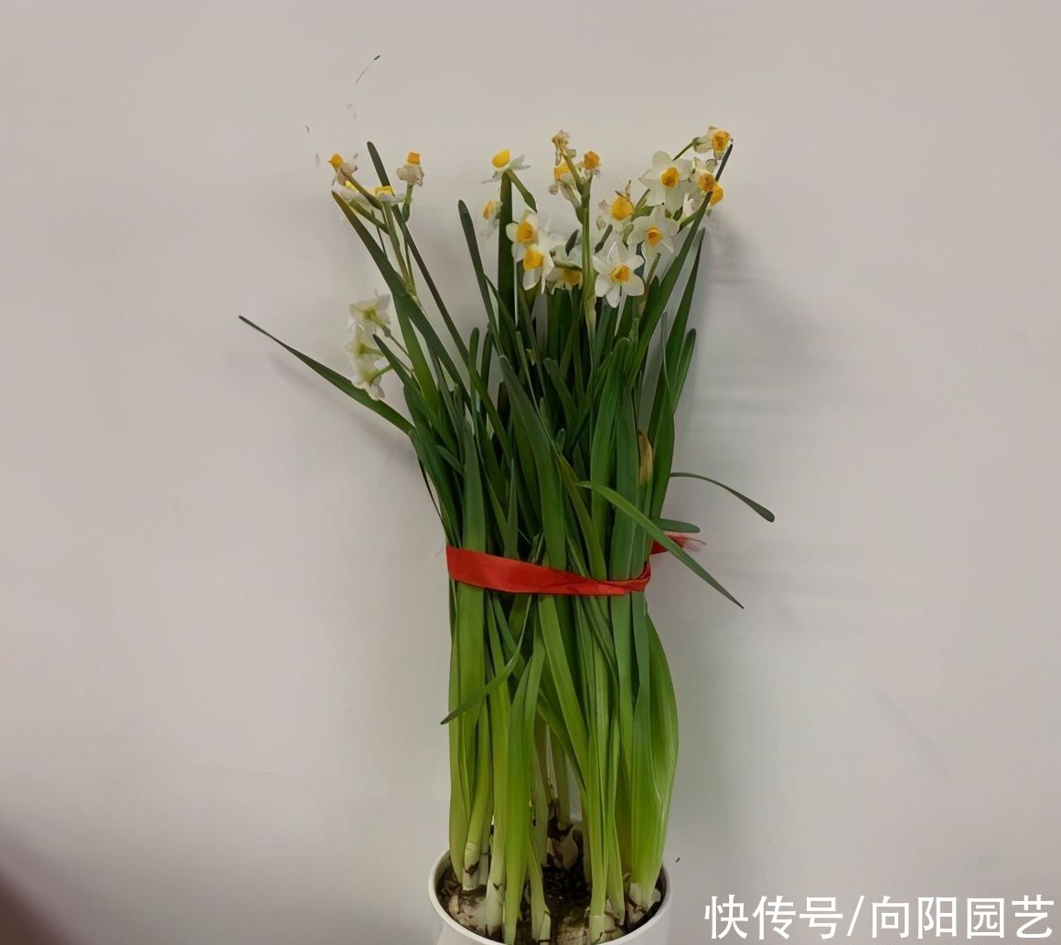  水培|水仙花怎么养？土培还是水培？想要花期开得长，埋在土里最好