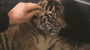 |搞笑GIF趣图:跟姐说说实话你是不是想泡姐?