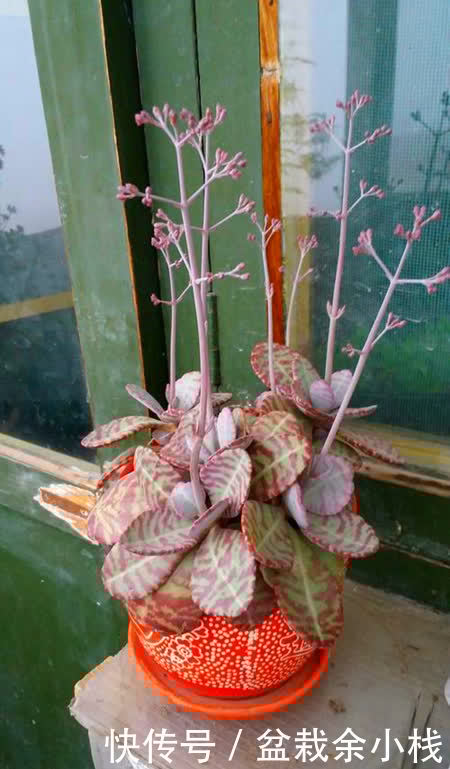 多肉珈蓝菜属,唐印、月兔耳、江户紫、落地生根、趣蝶莲、千兔耳