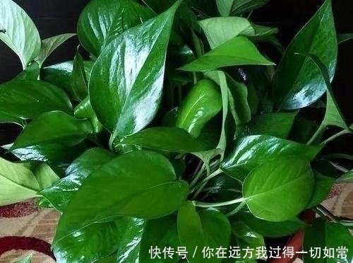绿萝|5种耐阴花，家里采光不好也能养，叶油绿生长旺，值得拥有！