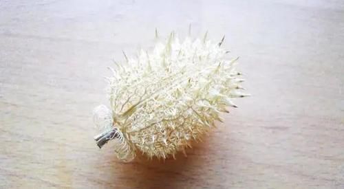  武侠小说|武侠小说里总出现的“曼陀罗”，全株都是毒