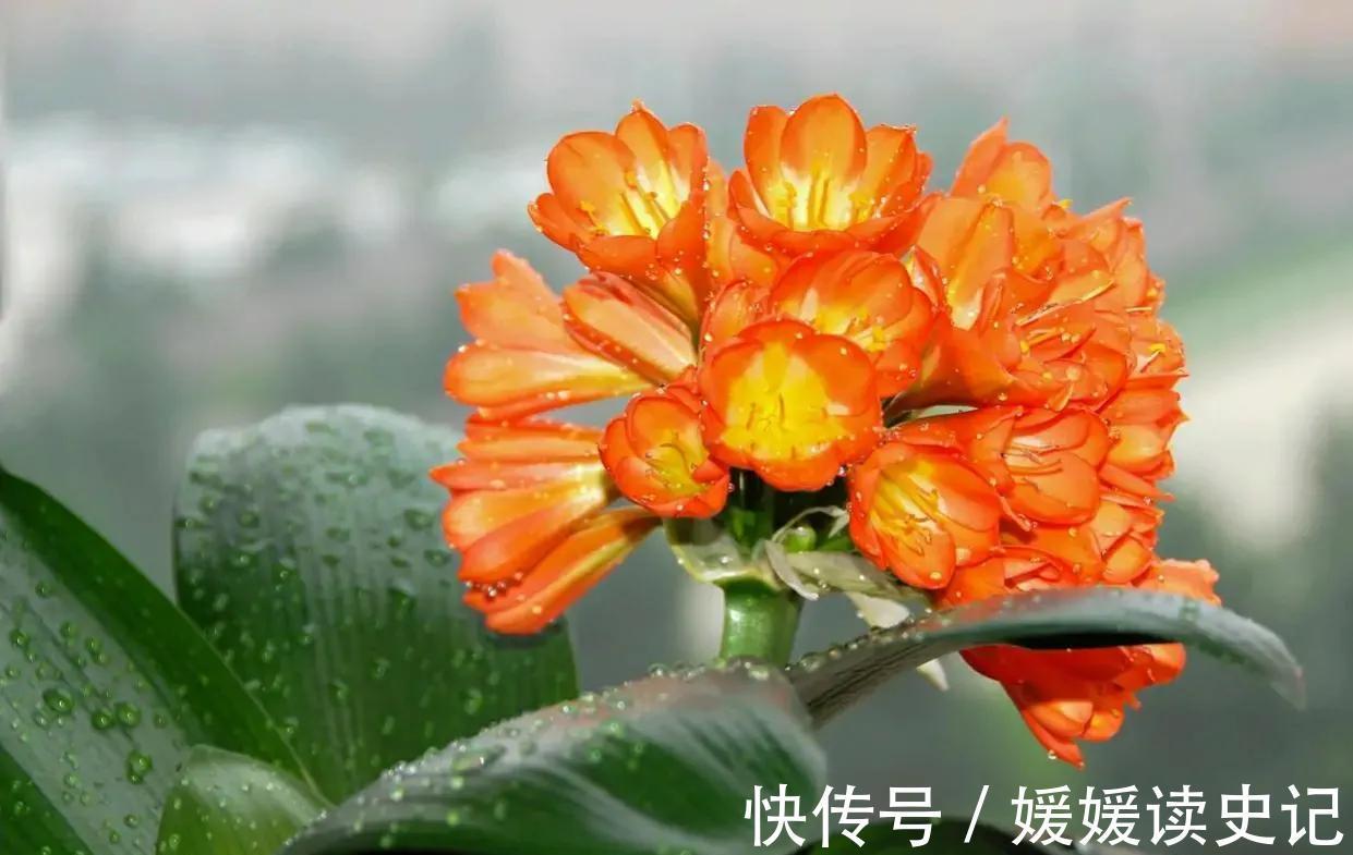 秋季养君子兰有秘诀，掌握四个要点，顺利开花没问题