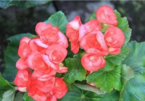 3种花养家里,开花又大又艳,比牡丹美,比绿萝好养!