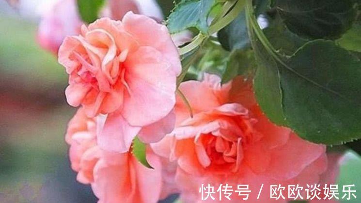 庭院|此花超漂亮,沾土就活,开花又大又艳,养庭院,十里飘香