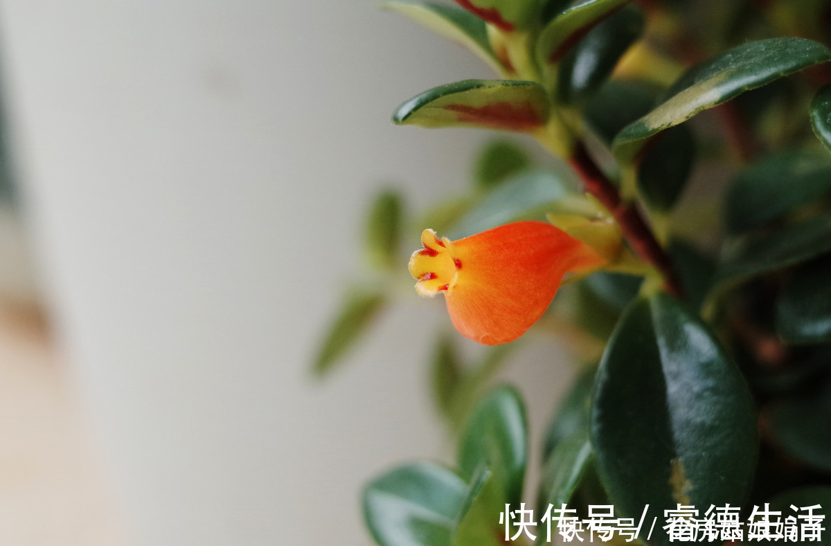 惊呆|在家养了一盆植物,开花时,周围邻居惊呆了!这盆植物竟然这么美