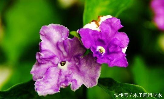 大花期|4种花好养又漂亮,花朵大花期长,开花红红火火,旺财又旺运!