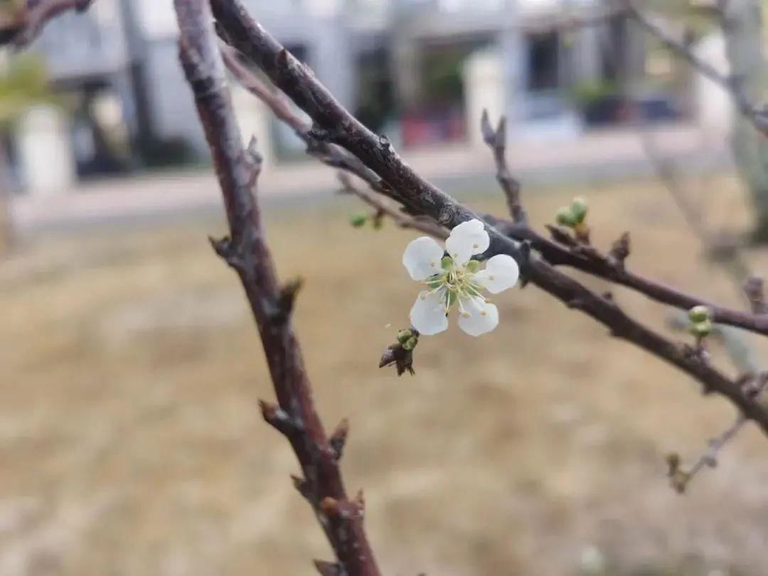 花期如至，香洲的校园“云赏春”