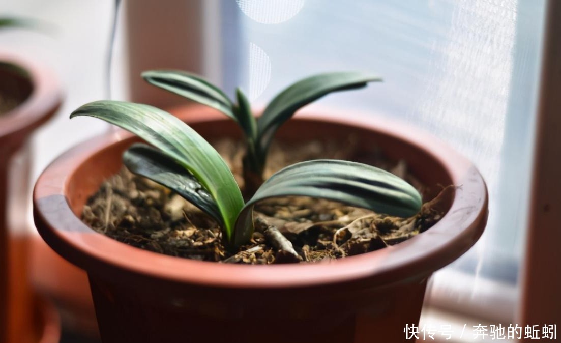 花草|捡来松针土、腐叶土，别急着用作养花，先这么处理才好