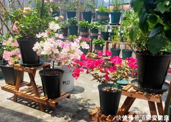 根系|三角梅只长叶子不开花，赶紧剪一刀、虐一虐，花呼呼全开！