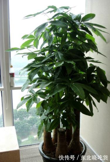 六种“长寿花”,越老越值钱,花开富贵,越养越精贵