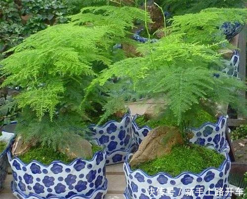 8种花换盆,换好了生一堆,换错立马死!8种花换盆,换好了生一堆,换错立马死!