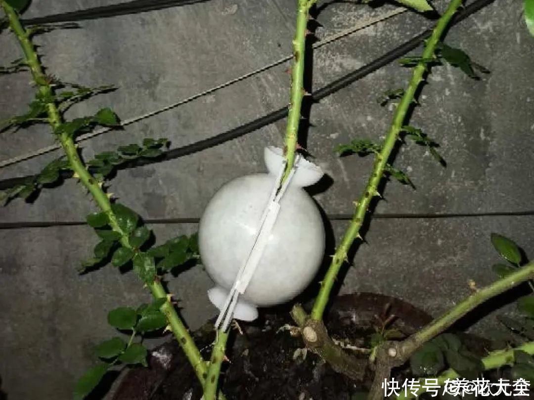 大粗杆子扦插,泥巴一裹就生根,秒变老桩大户