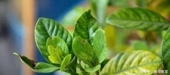 栀子花的叶斑病有哪些危害，又该怎么防治