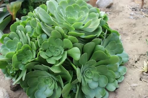 多肉“玉龙观音”好养吗?记住6字诀,叶子肥厚翠绿