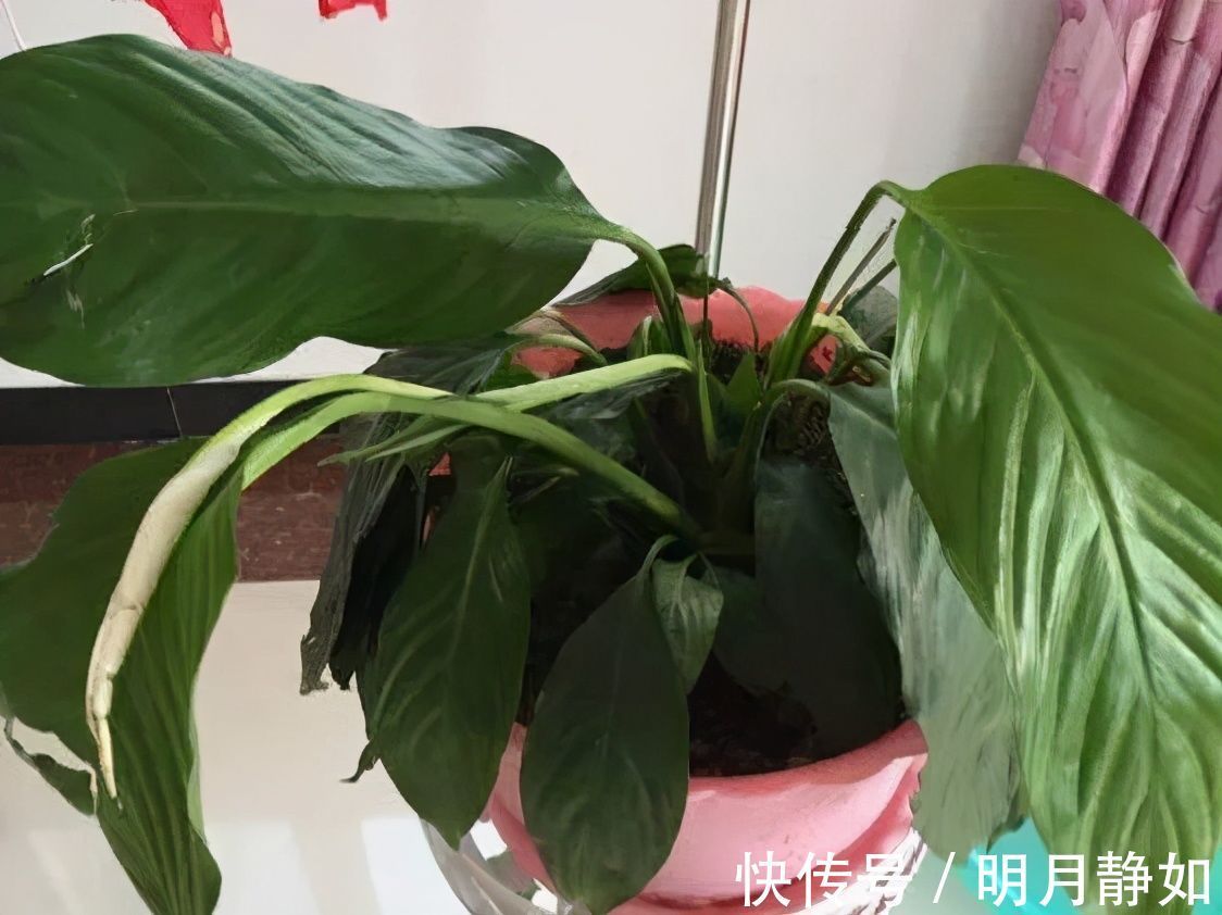 11月，千万别买这种花，养不活惹一肚子气