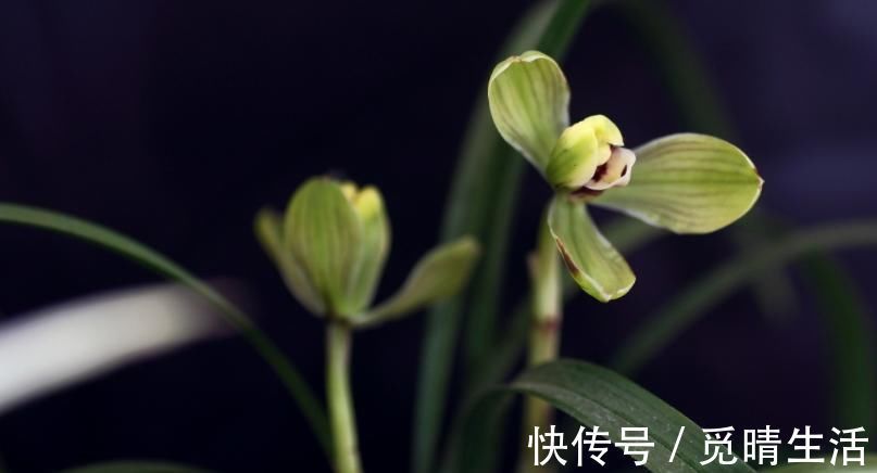 种植兰花是否需要施肥？想要种好兰花，这些点你要知道