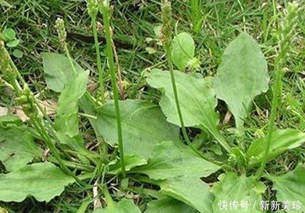 田間的一種“豬耳朵”草,消炎殺菌,功效是“蒲公英”的百倍