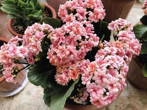 长寿花|冬天长寿花千万别放3处,不然开花少,甚至不开花!别忽视!