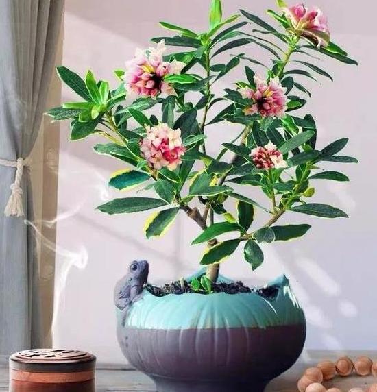 茉莉|养月季、茉莉不如盆栽金边瑞香，花期长、花朵多，花开满屋飘香