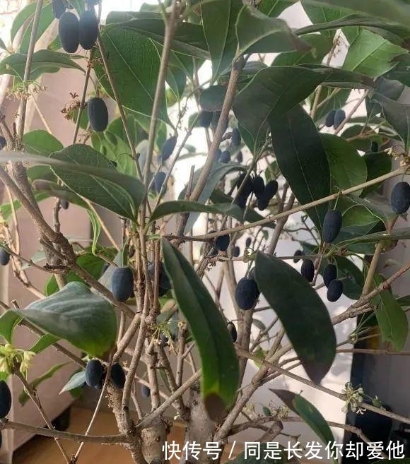 桂花结果子，“活久见”，邻居家养的桂花，结了很多小绿果子