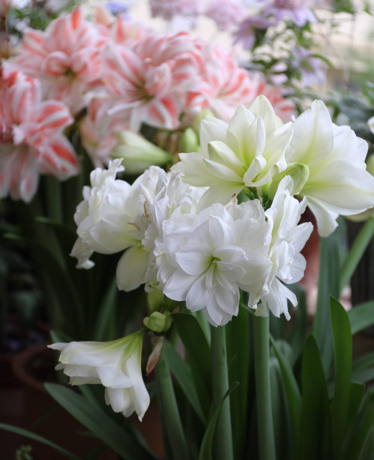 秋季|栽种朱顶红,简单3步,开出大花、颜值很高、惊艳无比